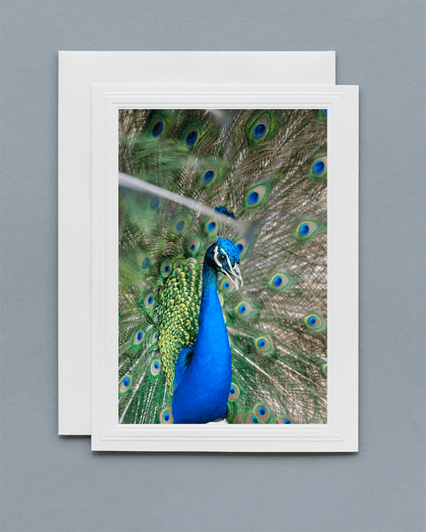 Lavilo™ Greeting Cards - Front Side - Peacock