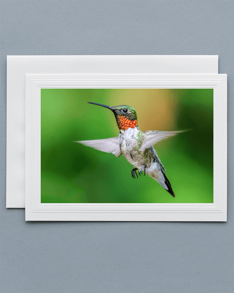 Lavilo™ Greeting Cards - Male Ruby-Throated Hummingbird