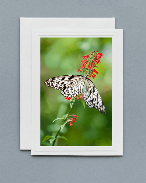 Lavilo™ Greeting Cards - Paper Kite Butterfly on a Flower
