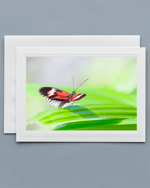 Lavilo™ Greeting Card - Piano Key Butterfly on a leaf