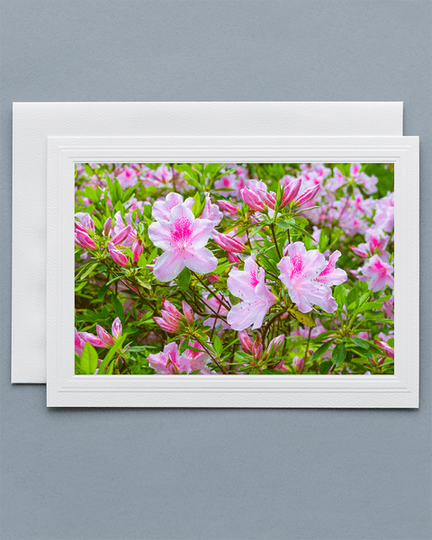 Lavilo™ Greeting Cards - Front Side George Tabor Azalea