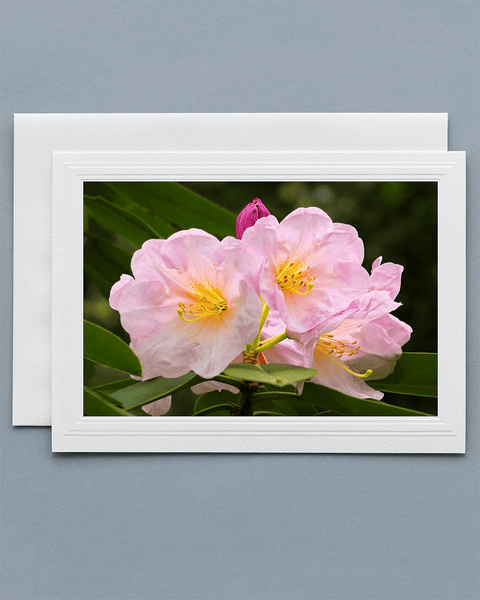 Lavilo™ Greeting Cards - Front Side - Azalea Flower