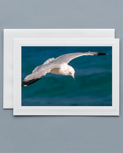 Lavilo Greeting Card - Front Image of a Seagull Over the Ocean