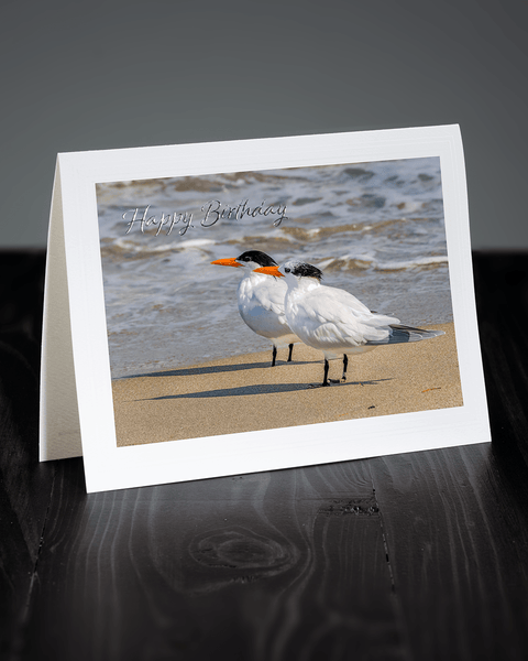 Lavilo™ Greeting Cards - Front Side Pair of Royal Terns Along the Beach