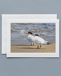 Lavilo™ Greeting Cards - Front Side Pair of Royal Terns Along the Beach