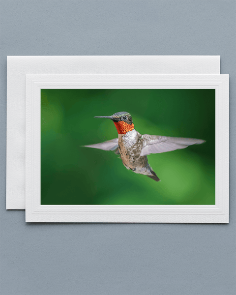 Lavilo™ Greeting Cards - Front Side Ruby-Throated Hummingbird
