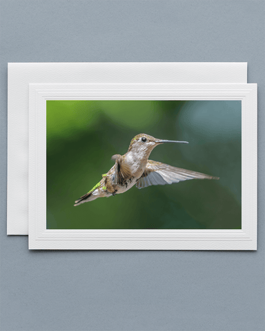 Lavilo™ Greeting Cards - Front Side Female Ruby-Throated Hummingbird