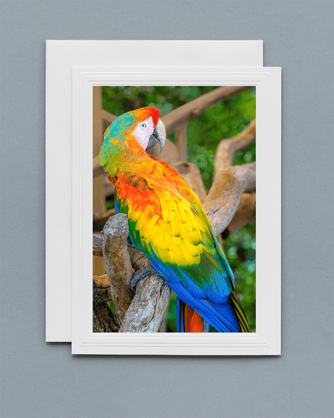 Lavilo™ Greeting Cards - Front Side - Macaw