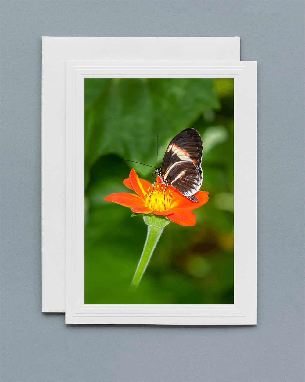 Lavilo™ Greeting Cards - Piano Key Butterfly on a Mexican Sunflower