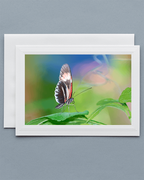 Lavilo™ Greeting Cards - Piano Key Butterfly