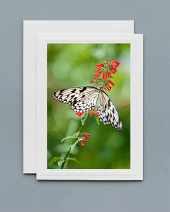 Lavilo™ Greeting Cards - Paper Kite Butterfly on a Flower