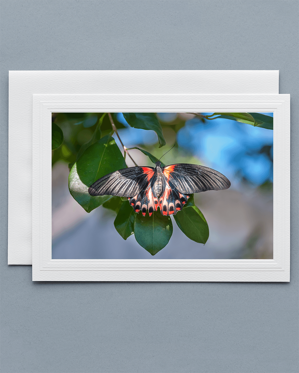 Lavilo™ Greeting Cards - Common Mormon Butterfly