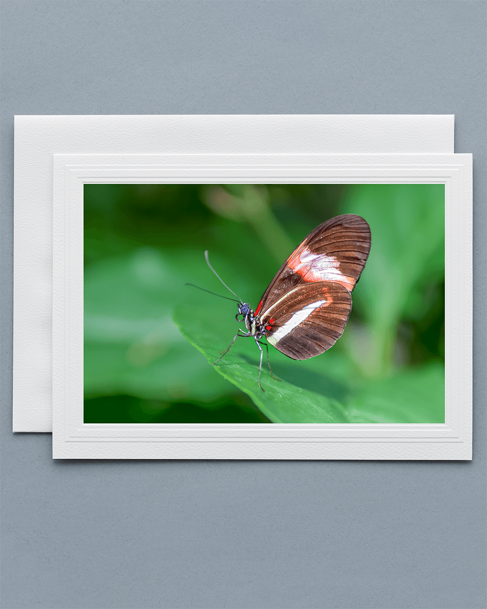 Lavilo™ Greeting Cards - Piano Key Butterfly resting at the edge of a leaf