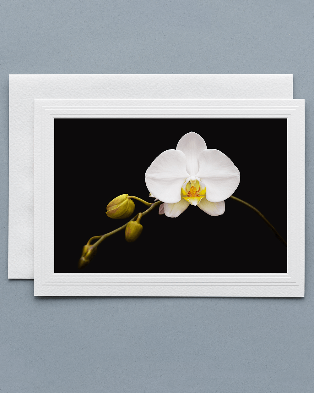Lavilo™ Greeting Cards - Front Side - White Orchid