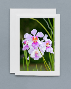 Lavilo™ Greeting Cards - Front Side - Vanda ‘Miss Joaquim’ Orchid