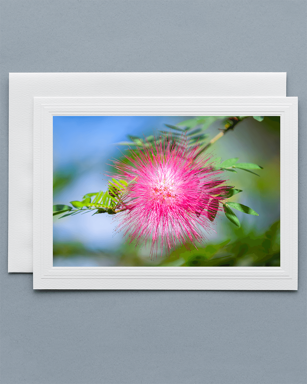 Lavilo™ Greeting Cards - Front Side - Flower of the Mimosa Tree