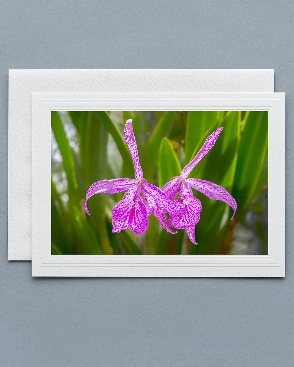 Lavilo™ Greeting Cards - Front Side Brassocattleya Orchid