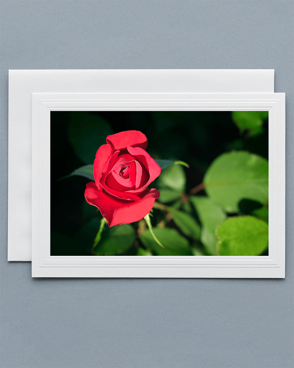 Lavilo™ Greeting Cards - Front Side - Deep Red Rose