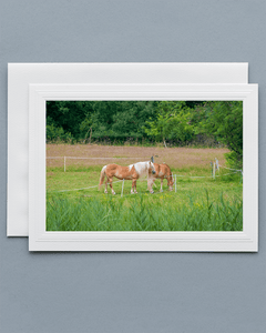 Lavilo™ Greeting Cards - Front Side Grazing Horses in a Pasture